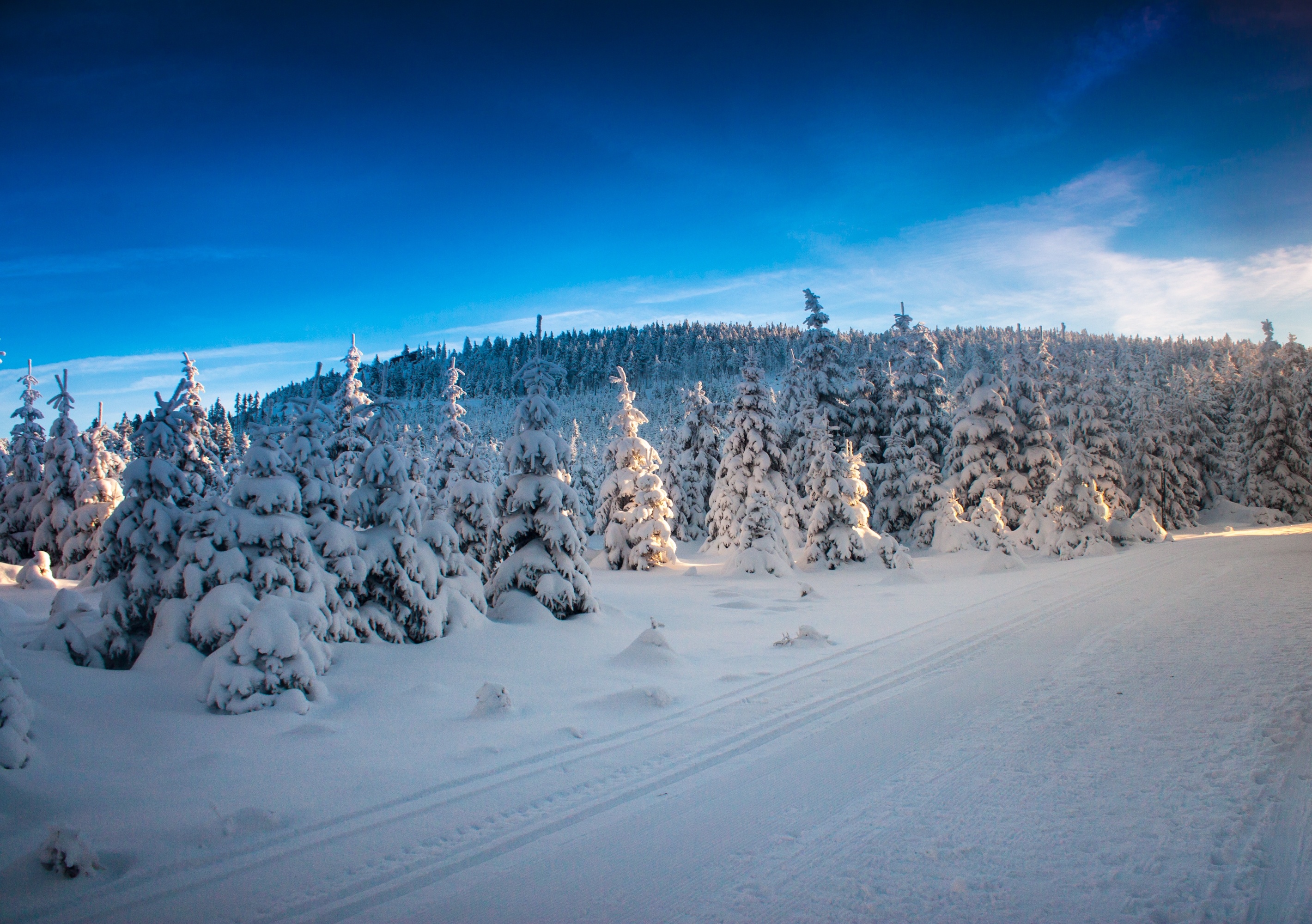 winter, Trees, Road, Landscape Wallpaper