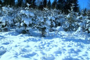 winter, Trees, Trees, Nature