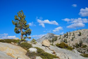 yosemite, National, Park, California, Mountains, Trees, Landscape
