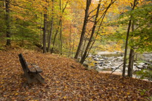 autumn, Rivers, Parks, Trees, Bench, Nature