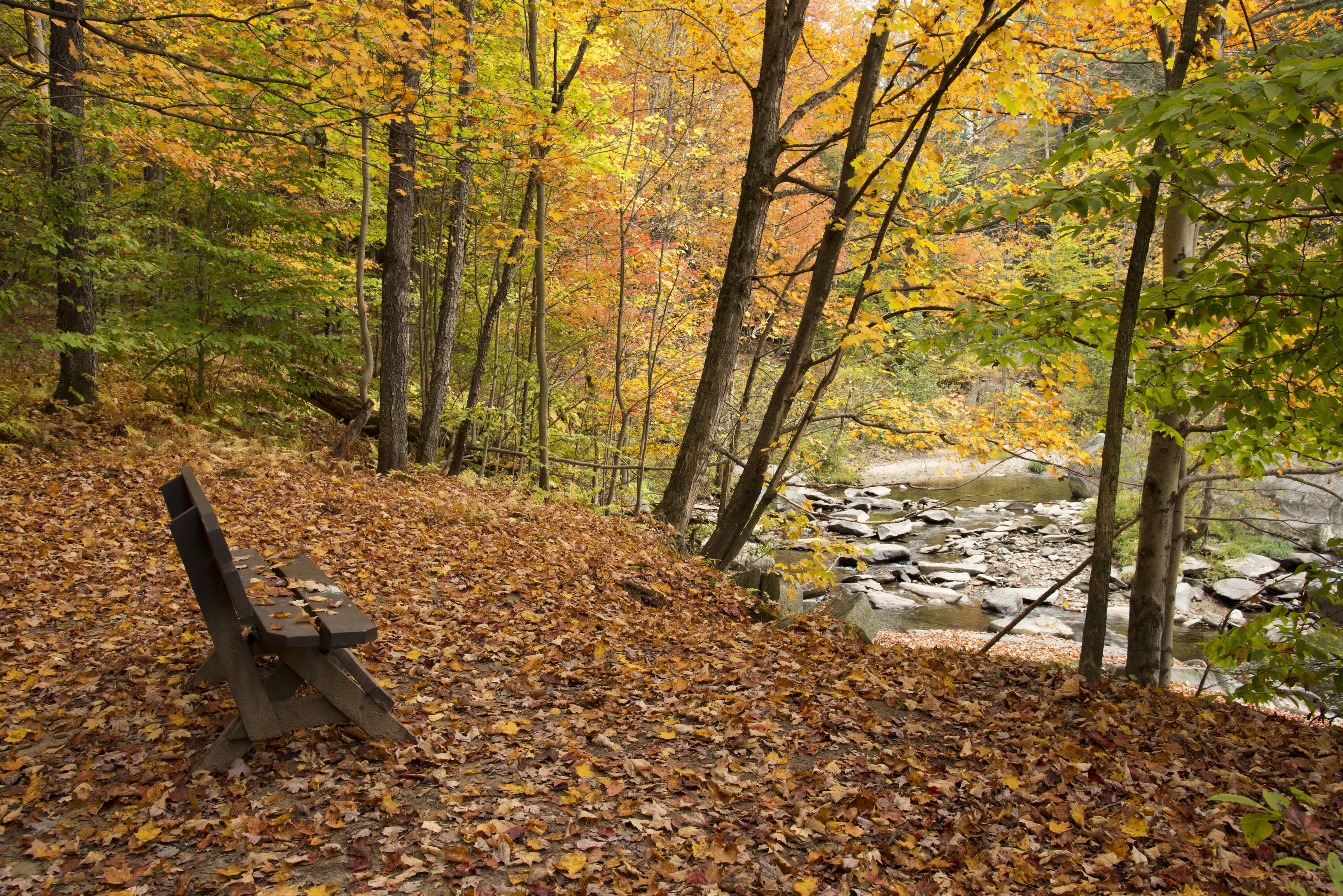 autumn, Rivers, Parks, Trees, Bench, Nature Wallpaper