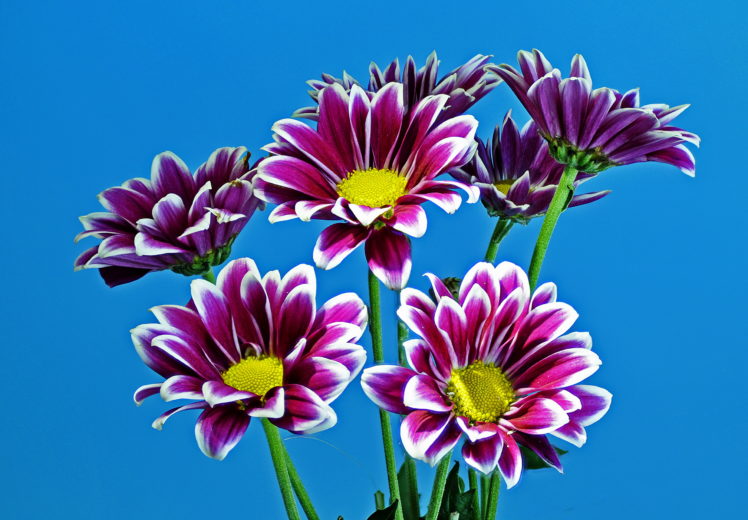 chrysanthemums HD Wallpaper Desktop Background