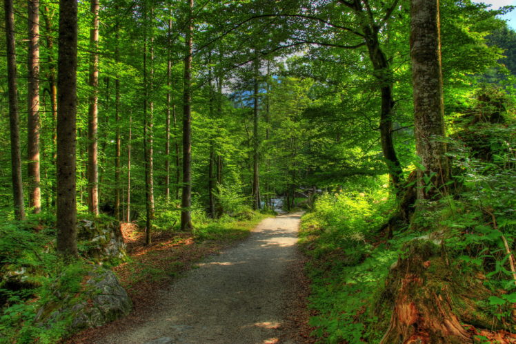 forests, Germany, Bavaria, Trees, Nature HD Wallpaper Desktop Background