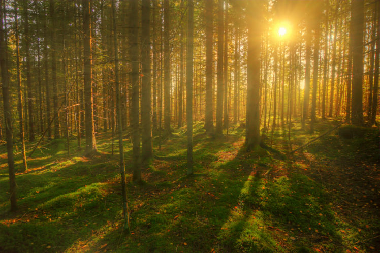 forests, Trees, Sun, Rays, Of, Light HD Wallpaper Desktop Background
