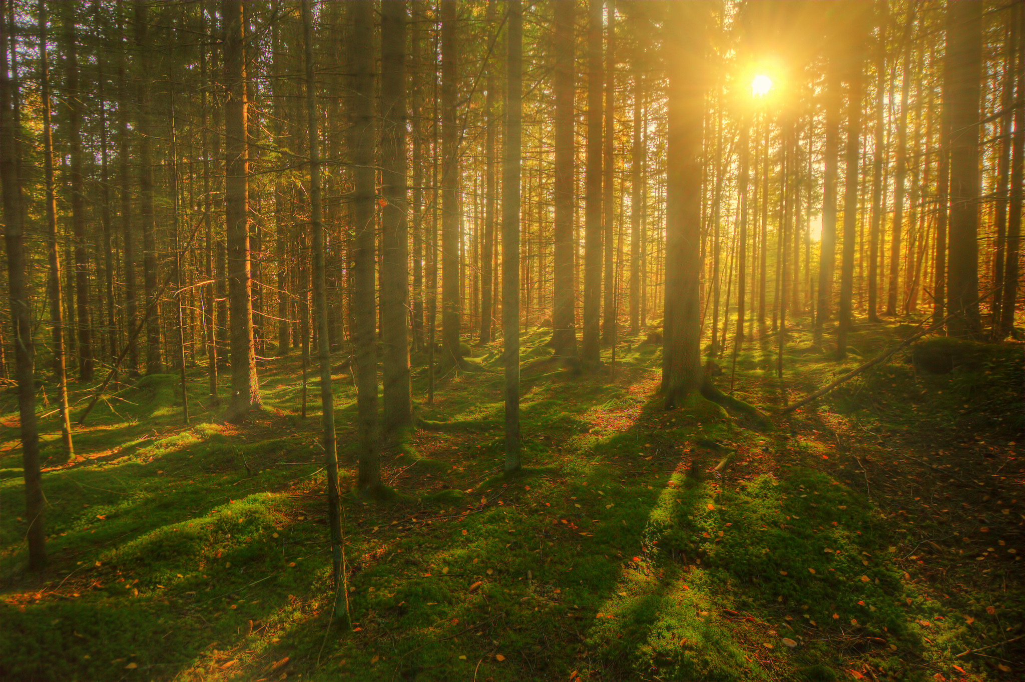 forests, Trees, Sun, Rays, Of, Light Wallpaper