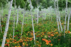 lilies, Birch, Trees, Nature