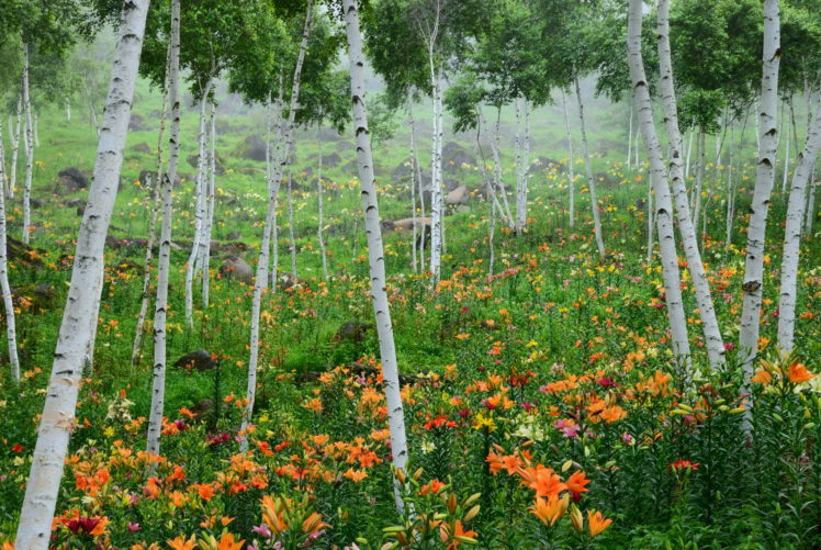 lilies, Birch, Trees, Nature HD Wallpaper Desktop Background