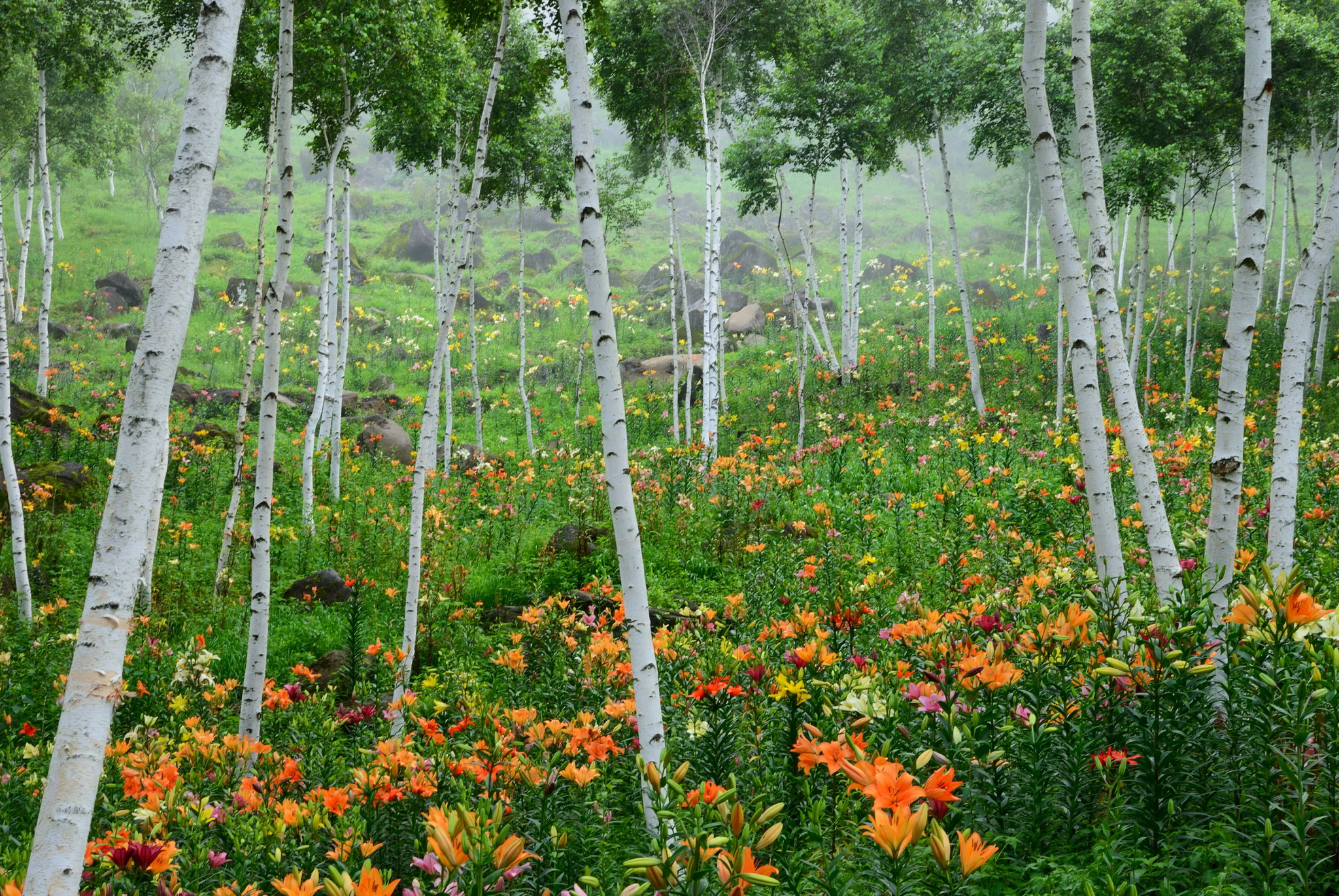 lilies, Birch, Trees, Nature Wallpaper