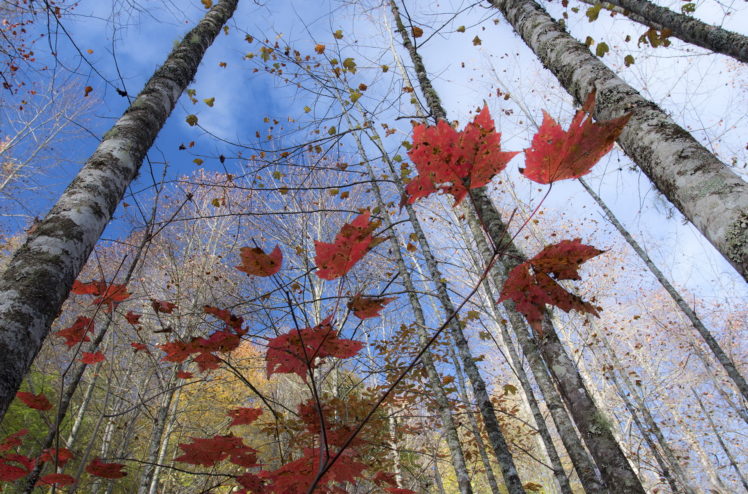 nature, Trees, Birch, Foliage, Autumn HD Wallpaper Desktop Background