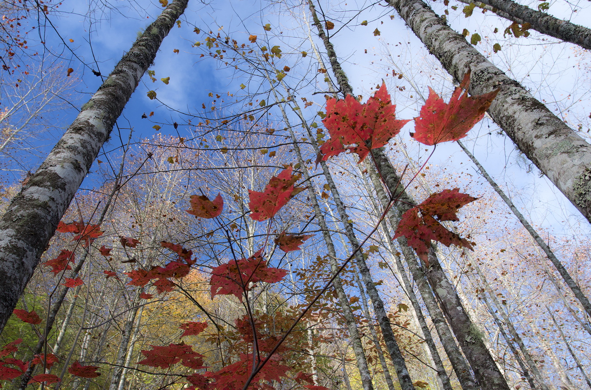 nature, Trees, Birch, Foliage, Autumn Wallpaper