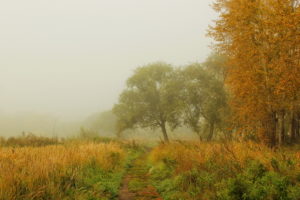 seasons, Autumn, Fog, Grass, Nature