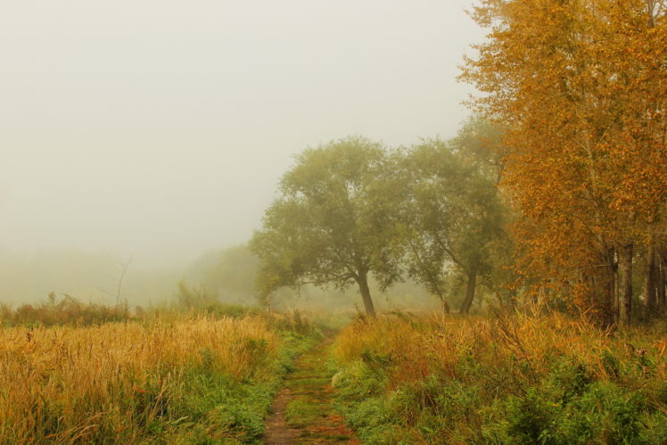 seasons, Autumn, Fog, Grass, Nature HD Wallpaper Desktop Background