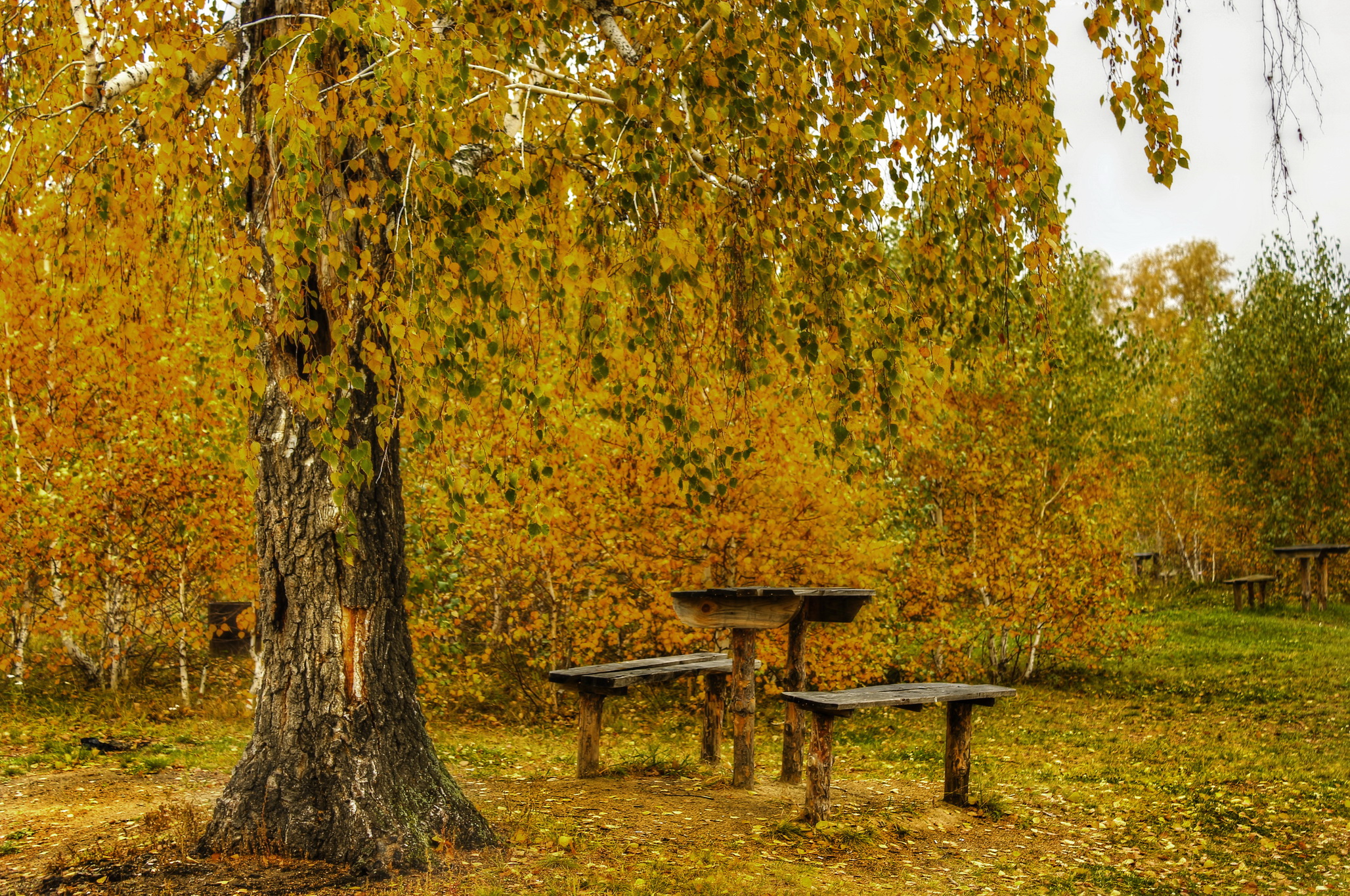 seasons, Autumn, Trees, Birch, Nature Wallpaper