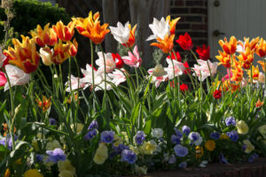 tulips, Pansies, Flowers