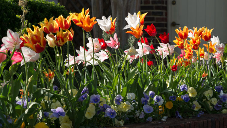 tulips, Pansies, Flowers HD Wallpaper Desktop Background