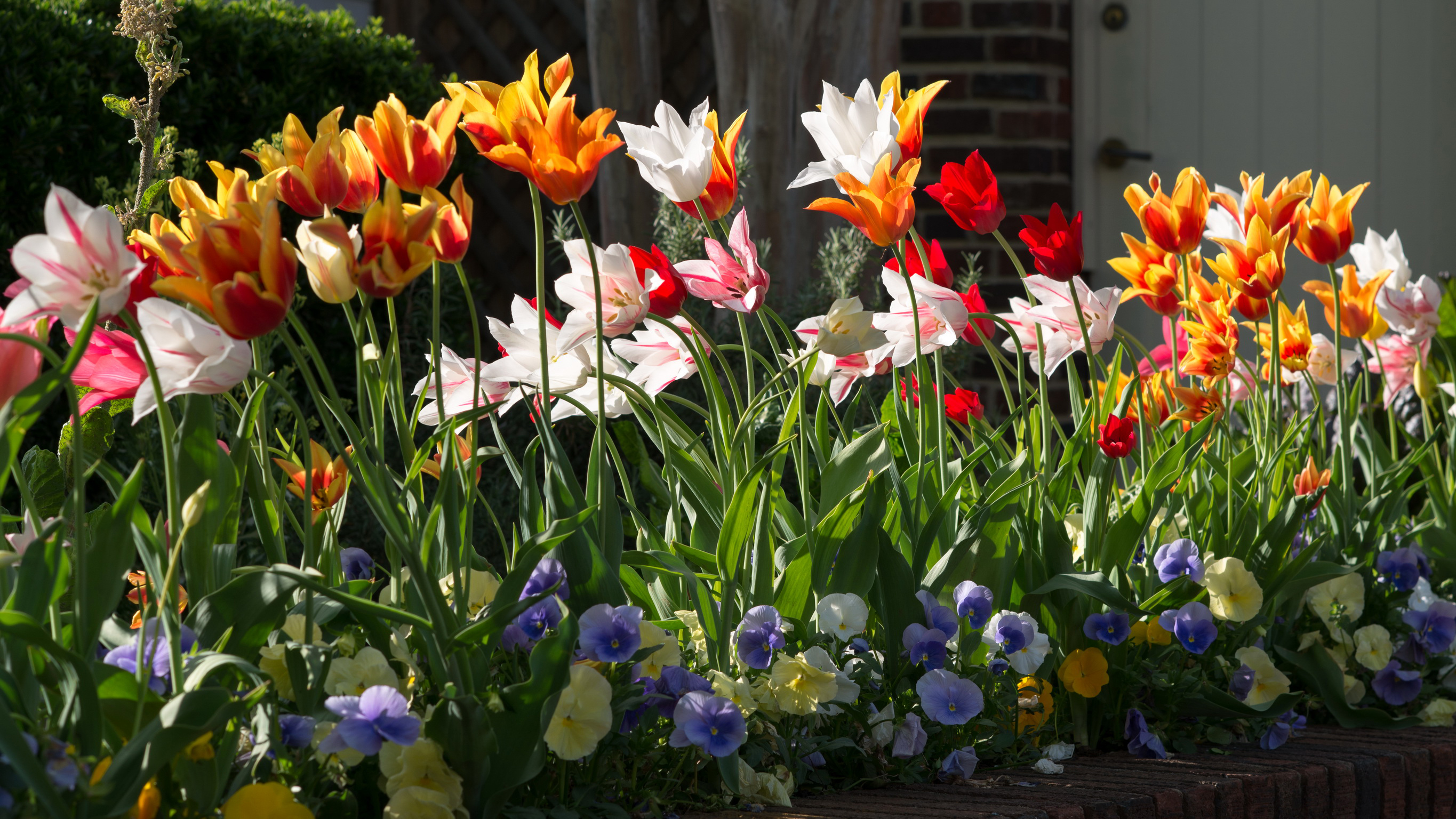 tulips, Pansies, Flowers Wallpaper