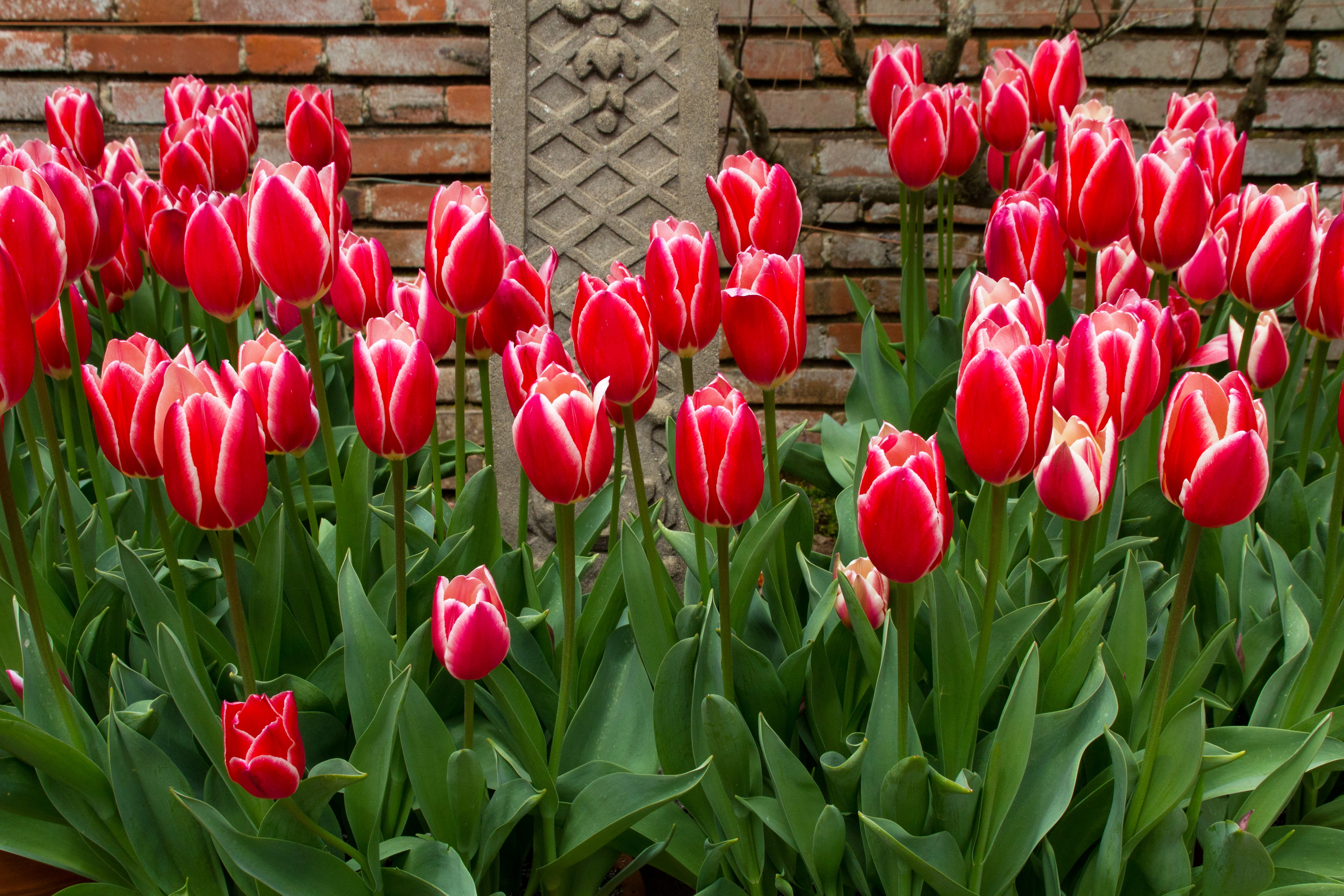 tulips Wallpaper