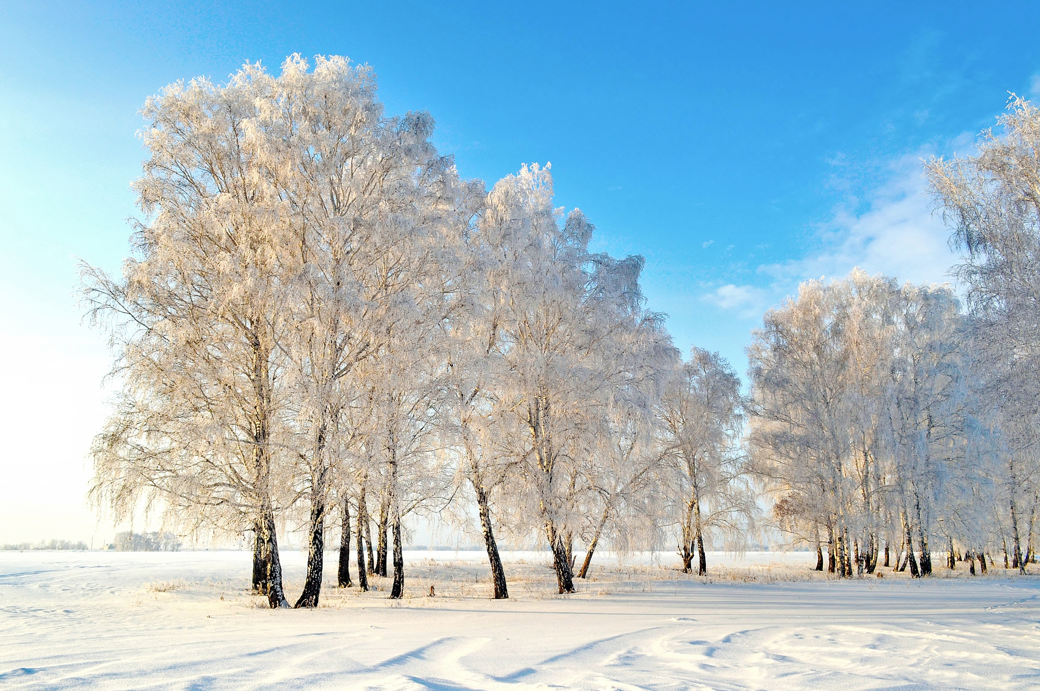 winter, Snow, Trees, Nature Wallpaper