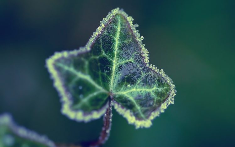 nature, Leaves, Plants HD Wallpaper Desktop Background