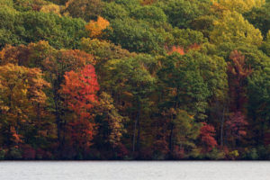 autumn, Forest, Lake