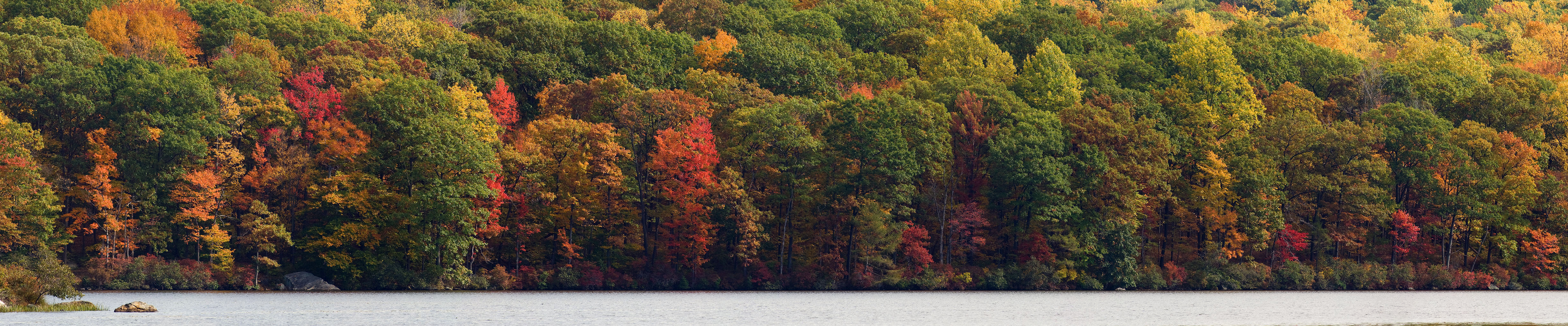 autumn, Forest, Lake Wallpaper
