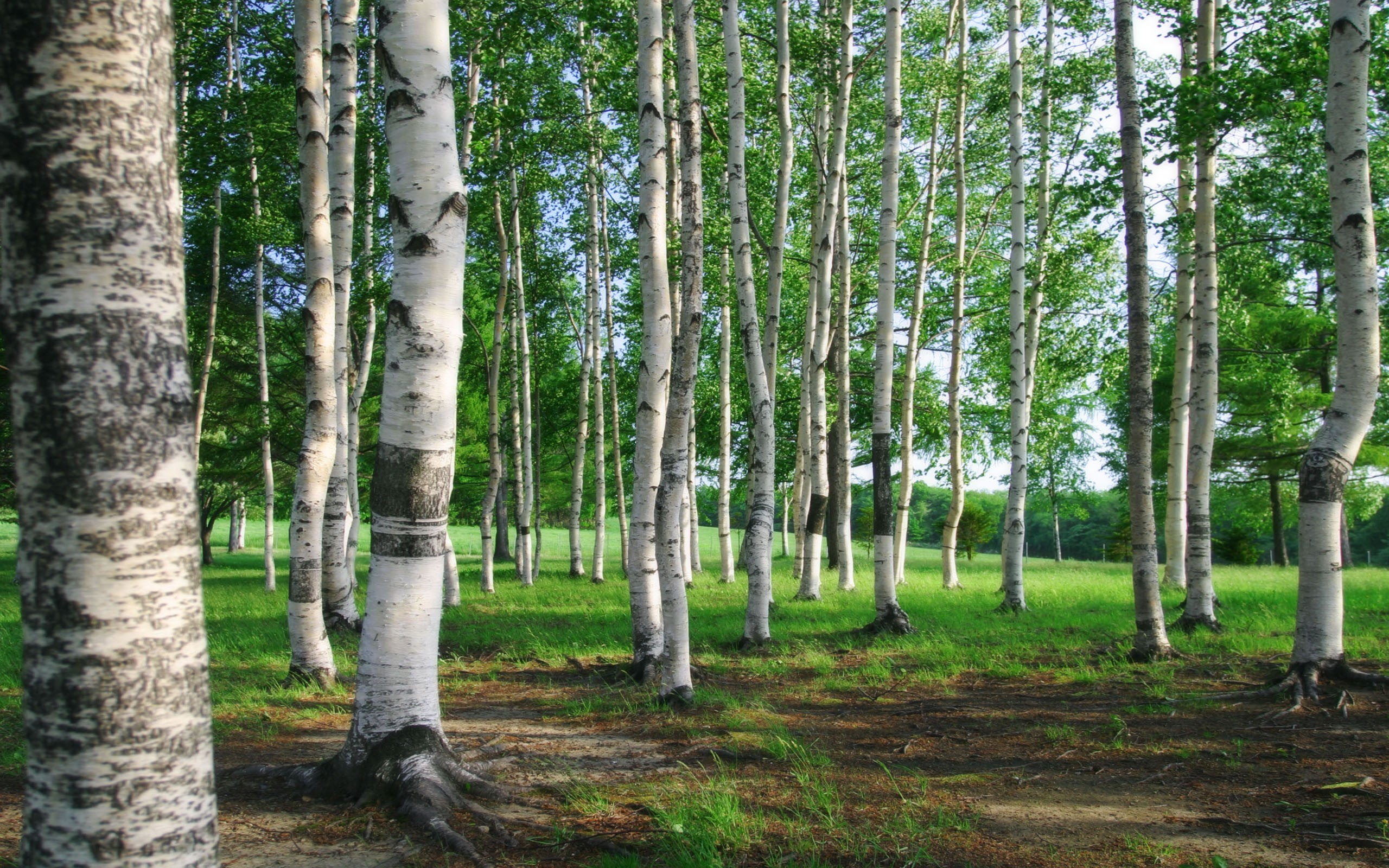 landscapes Wallpaper