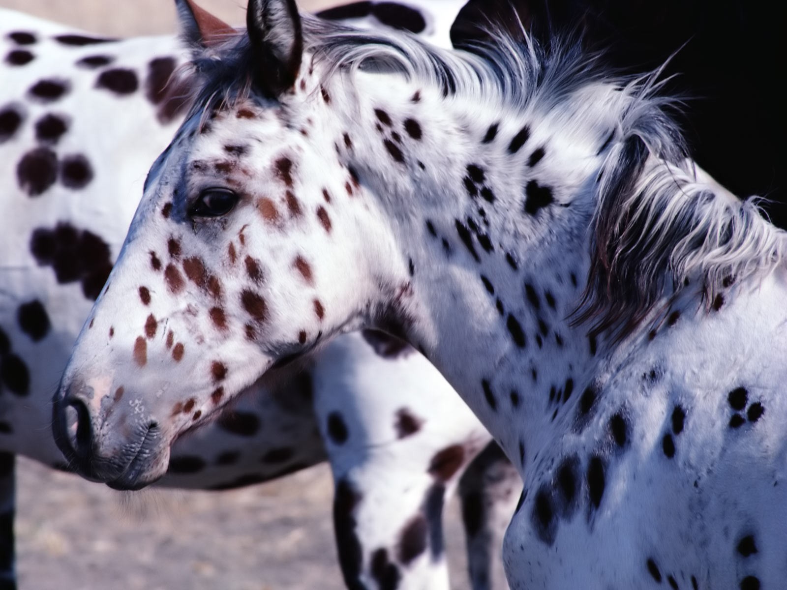animals, Horses, Spotted Wallpaper