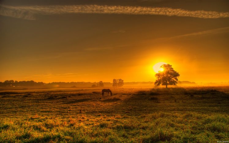 landscapes, Sun, Trees, Horses HD Wallpaper Desktop Background