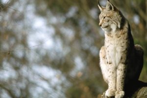 nature, Animals, Lynx, Blurred, Background