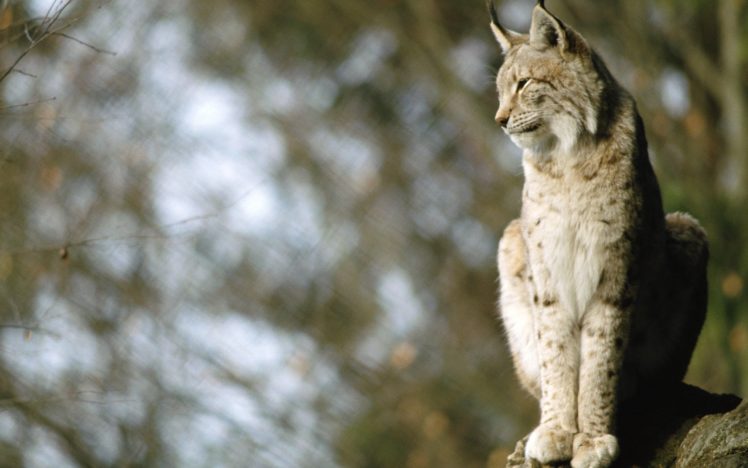 nature, Animals, Lynx, Blurred, Background HD Wallpaper Desktop Background