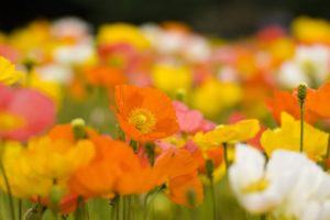 flowers, Poppies, Blurred, Background