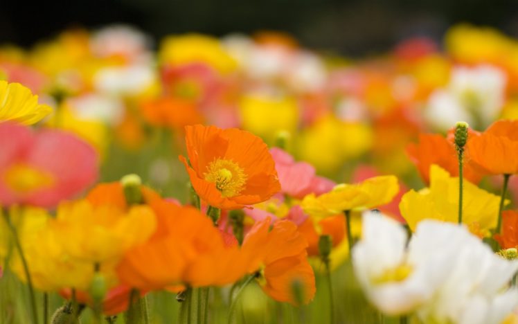 flowers, Poppies, Blurred, Background HD Wallpaper Desktop Background