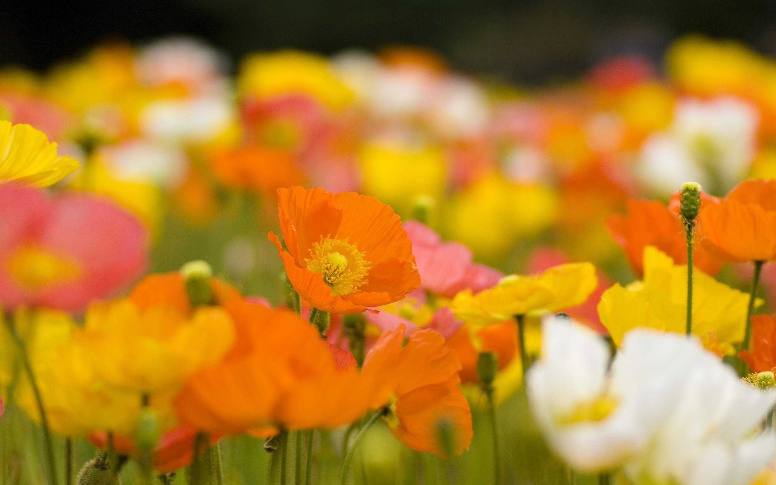 flowers, Poppies, Blurred, Background Wallpaper