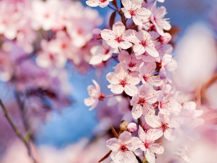 nature, Cherry, Blossoms, Flowers, Macro, Pink, Flowers, Focused HD Wallpaper Desktop Background