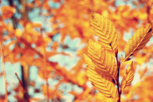 leaf, Autumn