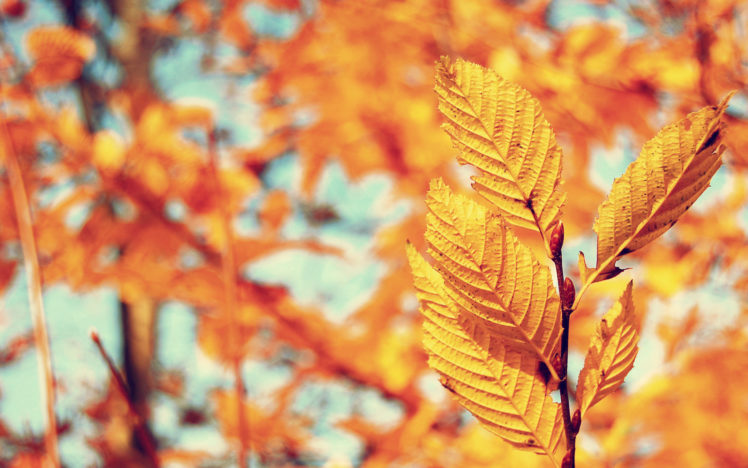leaf, Autumn HD Wallpaper Desktop Background