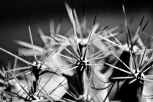 close up, Nature, Plants, Cactus, Thorns