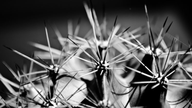 close up, Nature, Plants, Cactus, Thorns HD Wallpaper Desktop Background