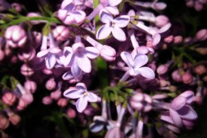 flowers, Lilac, Purple, Flowers
