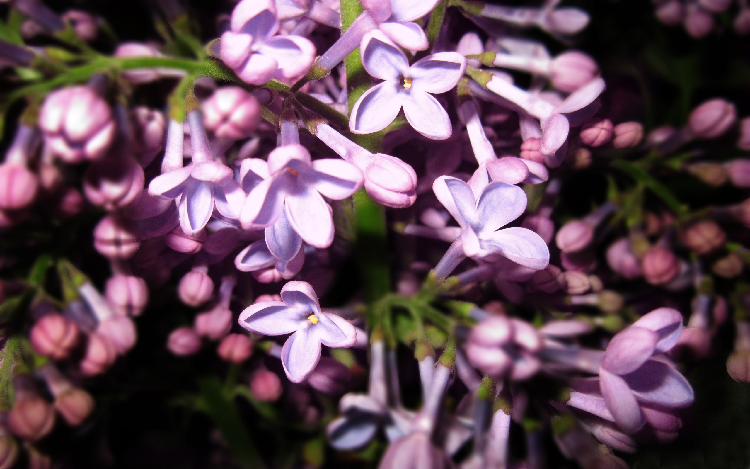 flowers, Lilac, Purple, Flowers Wallpaper
