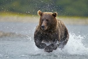 alaska, Fishing, National, Park, Brown, Bear