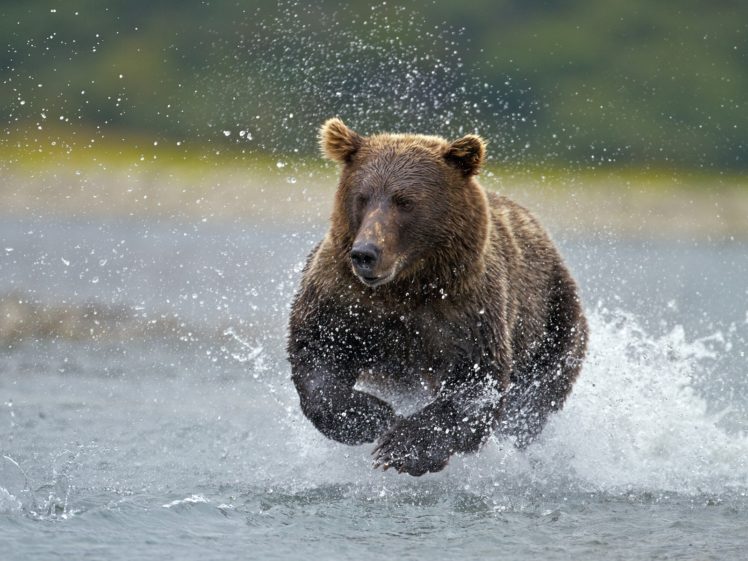 alaska, Fishing, National, Park, Brown, Bear HD Wallpaper Desktop Background