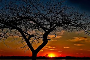 sunset, Trees, Widescreen