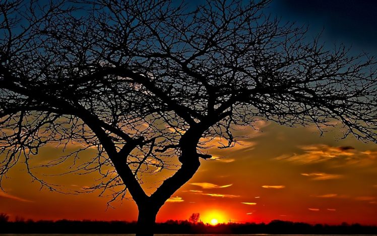 sunset, Trees, Widescreen HD Wallpaper Desktop Background