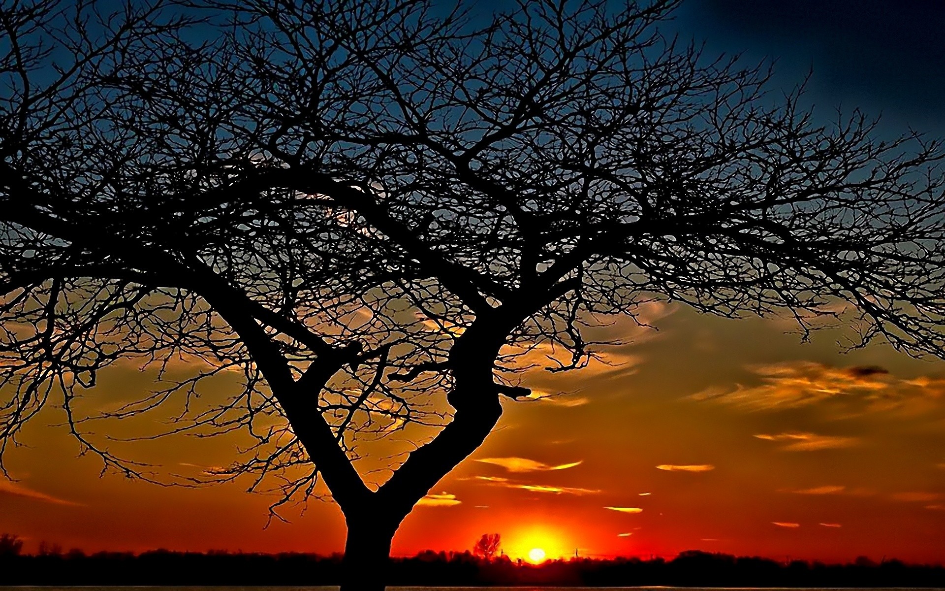 sunset, Trees, Widescreen Wallpaper