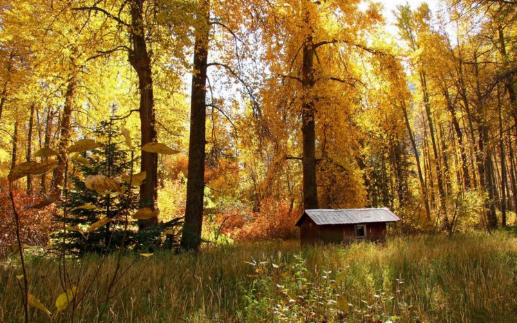 nature, Autumn, Forests HD Wallpaper Desktop Background