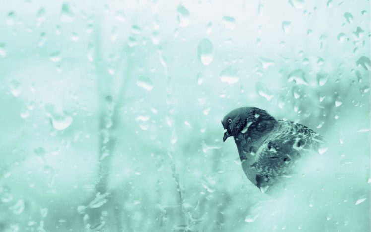 ice, Winter, Birds, Animals, Cold, Pigeons HD Wallpaper Desktop Background