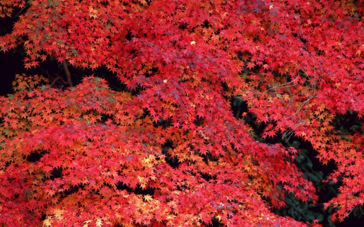 nature, Trees, Autumn HD Wallpaper Desktop Background