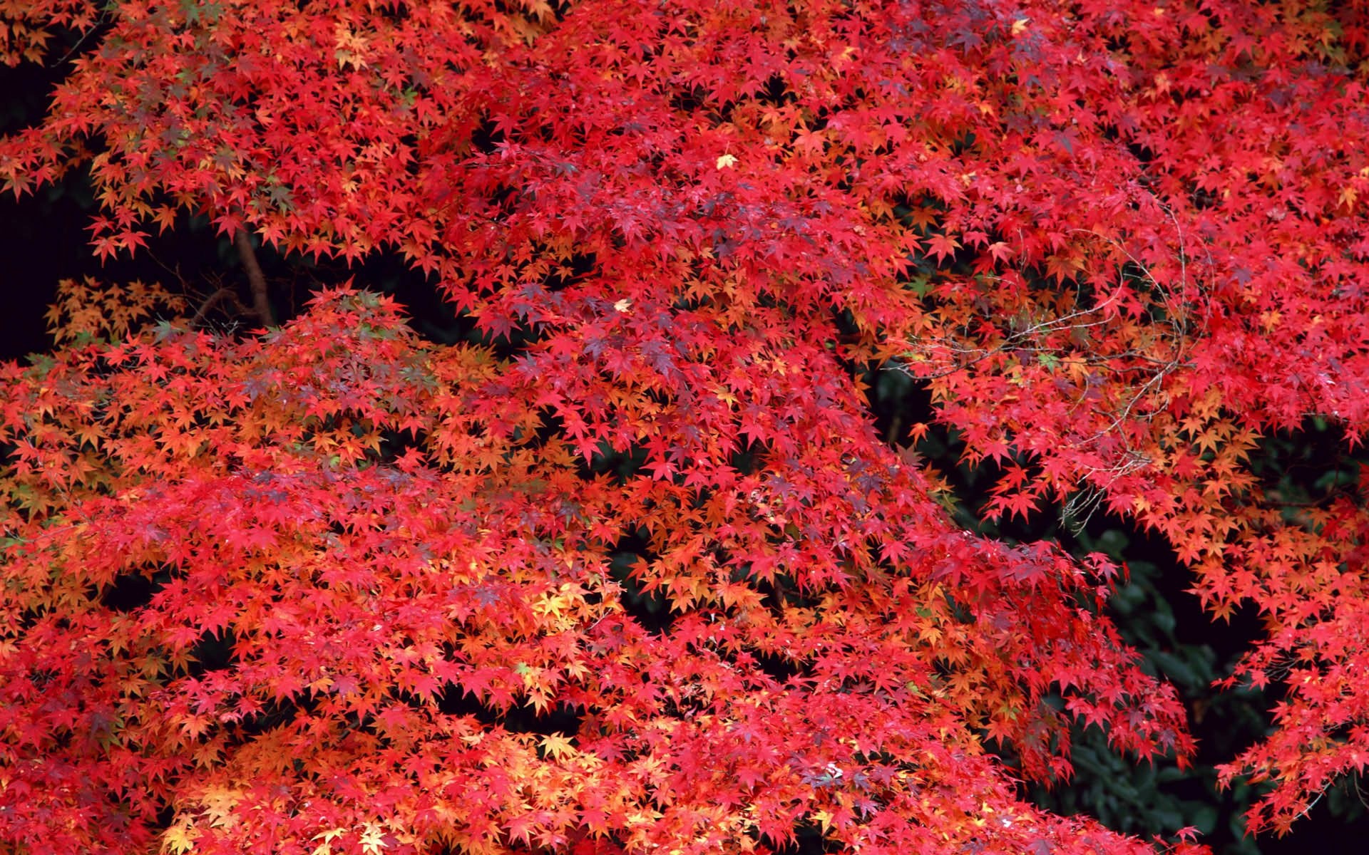 nature, Trees, Autumn Wallpaper