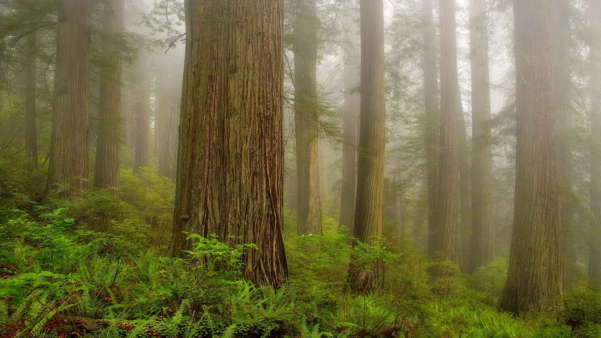 mist, California, Morning, National, Park Wallpaper